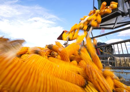 2021年10月10日，農民在吉林省吉林市樺皮廠鎮周邊轉運收穫的玉米。新華社記者許暢 攝