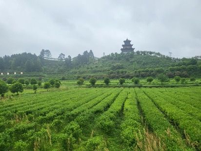 辰龙关碣滩茶产业园。 唐小晴 摄 辰龙关碣滩茶产业园。 唐小晴 摄