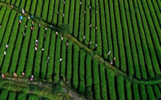辰龙关茶园基地 荆继来摄 辰龙关茶园基地 荆继来摄