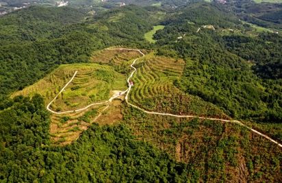 沅陵县黄柏种植基地。沅陵县委宣传部供图