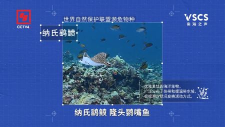 黄岩岛国家级自然保护区是众多珍稀濒危野生动物繁衍栖息的重要场所