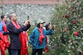 海外华文媒体代表在苹果树前驻足拍摄。记者 王磊 摄 海外华文媒体代表在苹果树前驻足拍摄。记者 王磊 摄