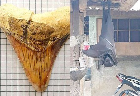 左圖為史前巨齒鯊牙齒化石，右圖為網上瘋傳的菲律賓巨大蝙蝠照片。