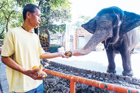 這張2021年12月31日拍攝的照片顯示馬尼拉動物園工作人員正在餵大象馬利吃東西。馬里是菲律濱唯一一頭大象，也是很多人的童年回憶，牠於昨日下午逝世。