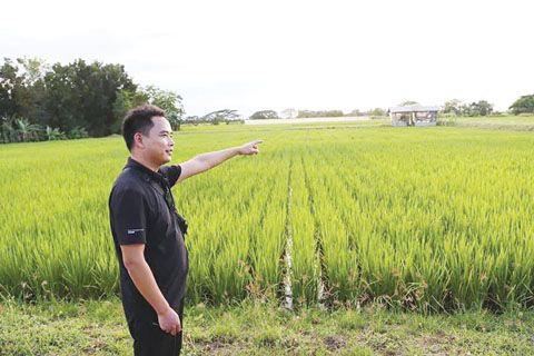 圖為隆平高科菲律濱研發中心主任郭小波2月17日檢查位於蕊描伊絲夏省得試驗雜交水稻田。(新華社)