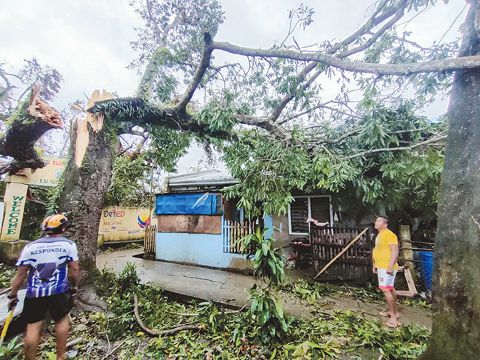 這是9月26日在描實巴地省拍攝的被風吹倒的樹木。(新華社)