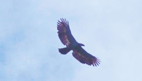 睽違兩年未現身紀錄後,一隻菲律濱鷹再度現蹤西納卡山。
