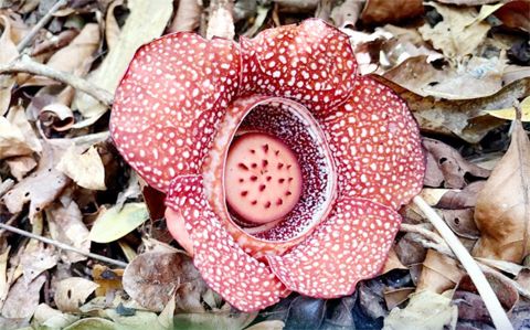 中呂宋地區環境部辦公室提供的新聞照片顯示，最近在武六干省雷梅迪奧斯特立尼達夫人社的森林中發現了罕見的腐屍花。