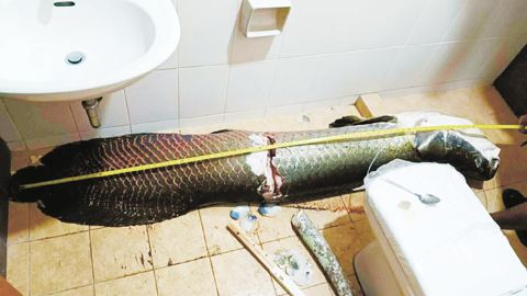 價值700萬披索的魚類據稱遭計順省一處度假村的三名員工竊取並宰殺。