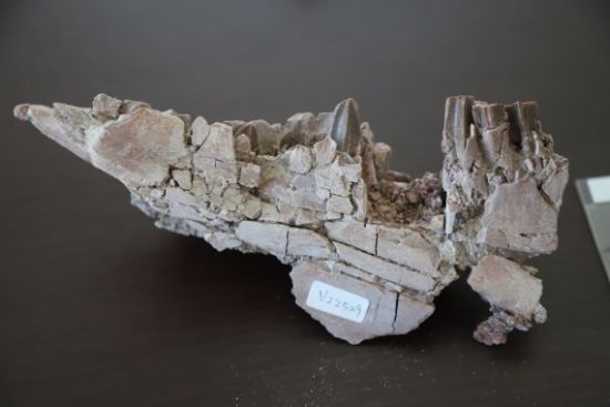 原巴克龍下頜骨化石。右側平的、有磨蝕面的為功能齒；左側尖牙為剛剛萌發出來的替換齒。（新華社）
