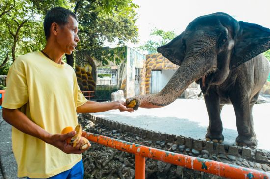 這張2021年12月31日拍攝的照片顯示馬尼拉動物園工作人員正在餵大象馬利吃東西。馬里是菲律濱唯一一頭大象，也是很多人的童年回憶，牠於昨日下午逝世。