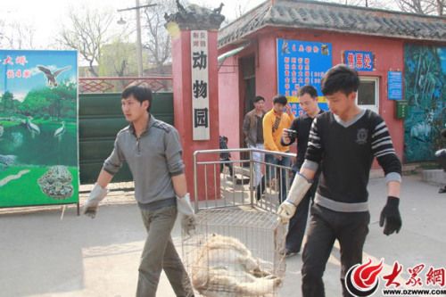 滕州市林业局森林公安科将这只  备受关注的"狼"被带离公园(摄影
