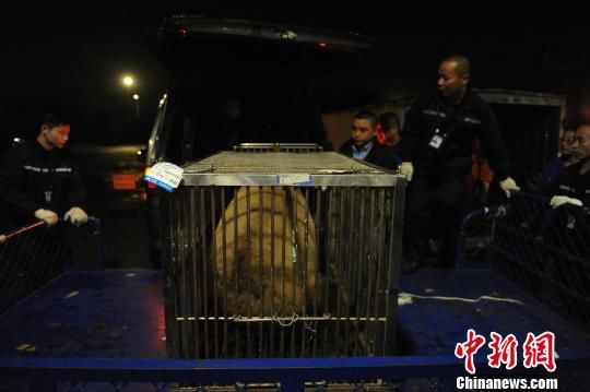 大熊猫“蜀兰”运抵中国大熊猫保护研究中心都江堰基地。