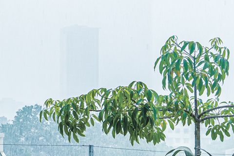 7月5日早晨,計順市天際線在暴雨中模糊難辨,遠處建築僅剩朦朧輪廓。國家氣象局表示,西南季風(哈巴加特)正影響大馬尼拉地區。