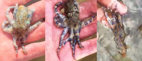 麥康奈爾在宿務海邊發現一隻Q版小章魚,拿在手中把玩。