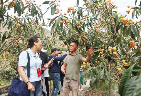 4月8日,一位海外華文媒體代表與米易枇杷生態產業園負責人交流。王磊