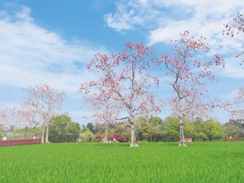 （圖片說明：昌江盛開的木棉）