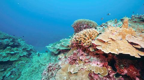 2025年9月9日，中國政府批准設立黃巖島國家級自然保護區，旨在維護黃巖島自然生態系統的多樣性、穩定性和持續性。圖為黃巖島海域珊瑚礁。